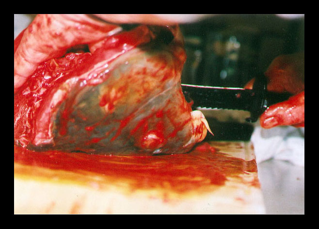 Vražda na Štědrý den